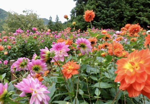 小鹿野町のダリア園が9月から開園